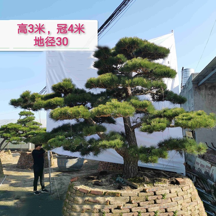日本黑松 日本造型黑松 日本罗汉松 日本黑松价格 造型黑松 精品风水树 别墅风水树 基地直销