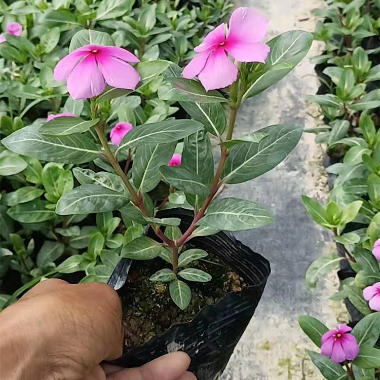 长春花