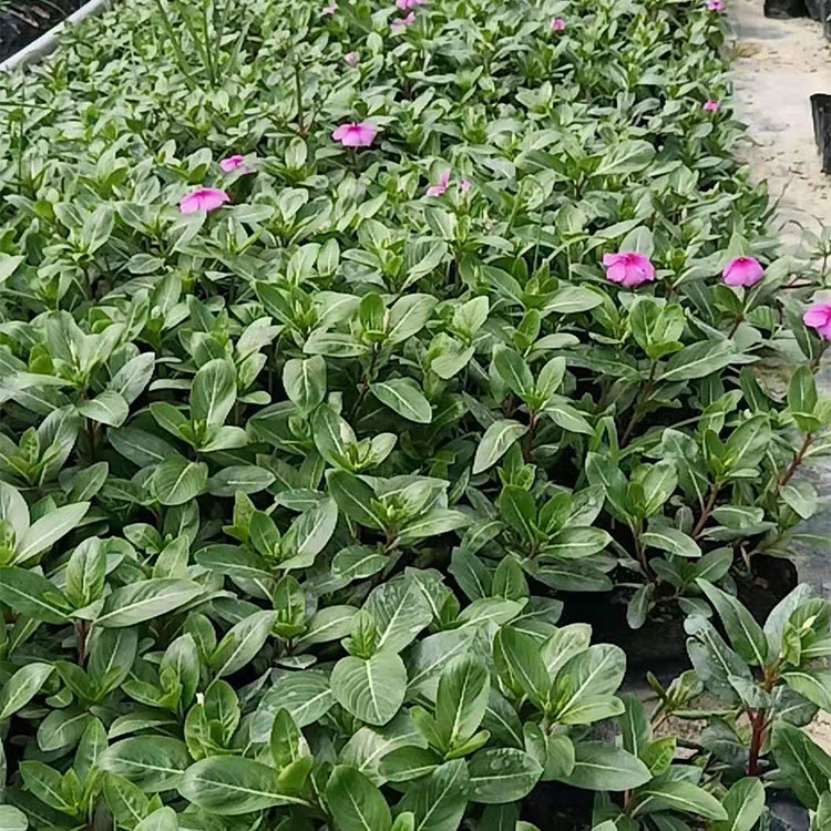长春花 (2)