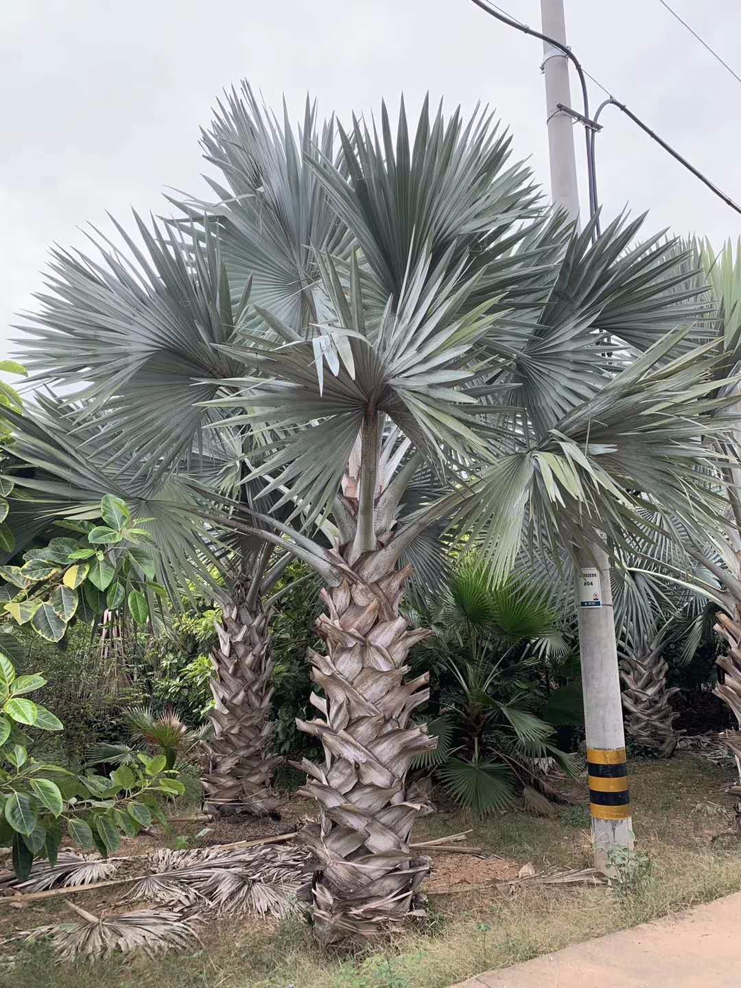 霸王棕有哪些形态特征种植霸王棕怎么种