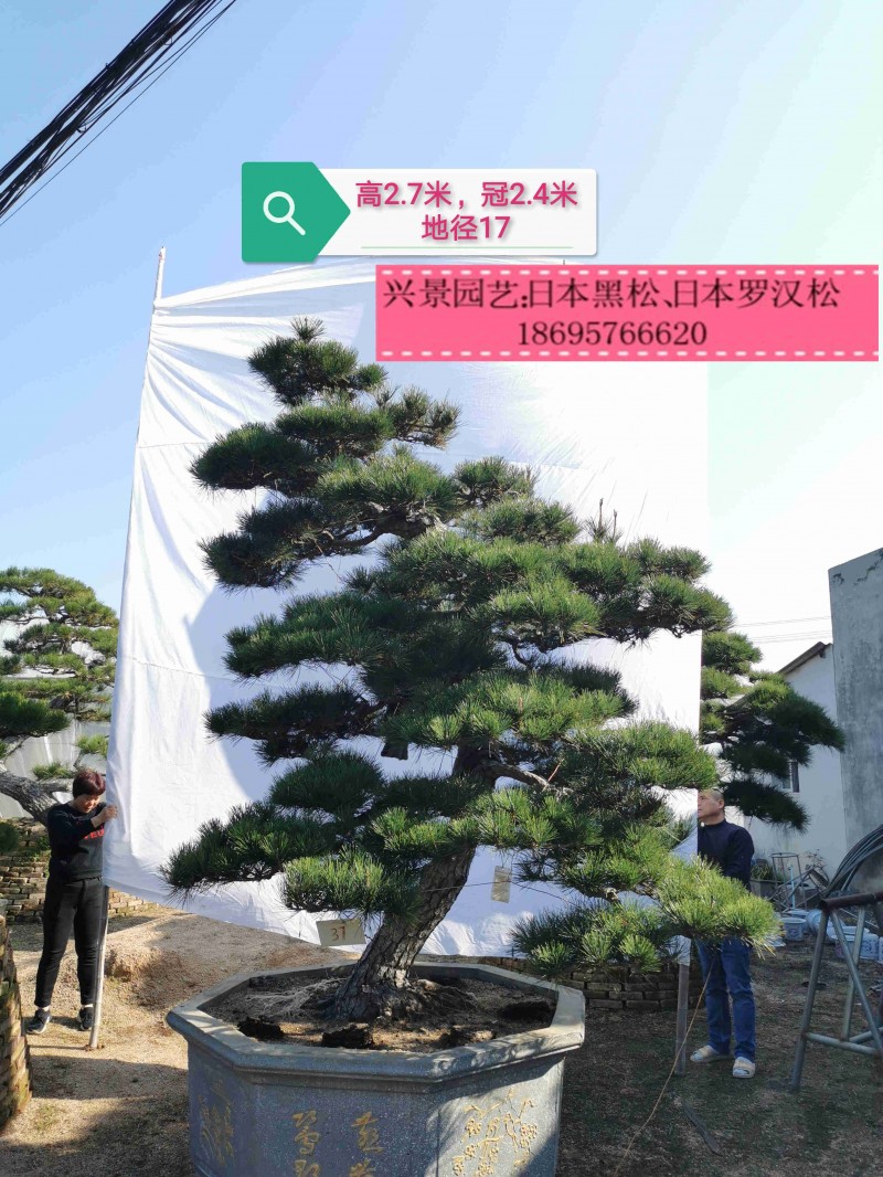 日本黑松日本造型黑松日本罗汉松精品风水树别墅风水树基地直销 供应网