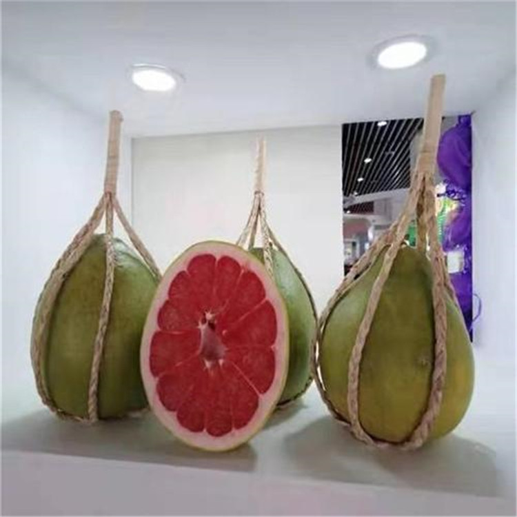 泰国红宝石青柚树基地 供应网