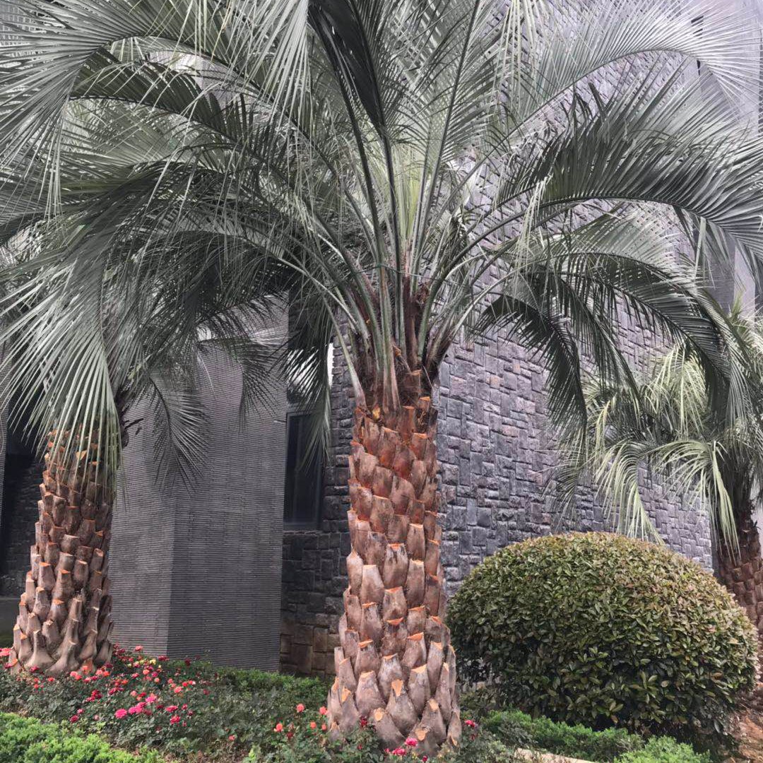 厂家直销布迪椰子 布迪椰子漳州逸辰批发价格 布迪椰子树