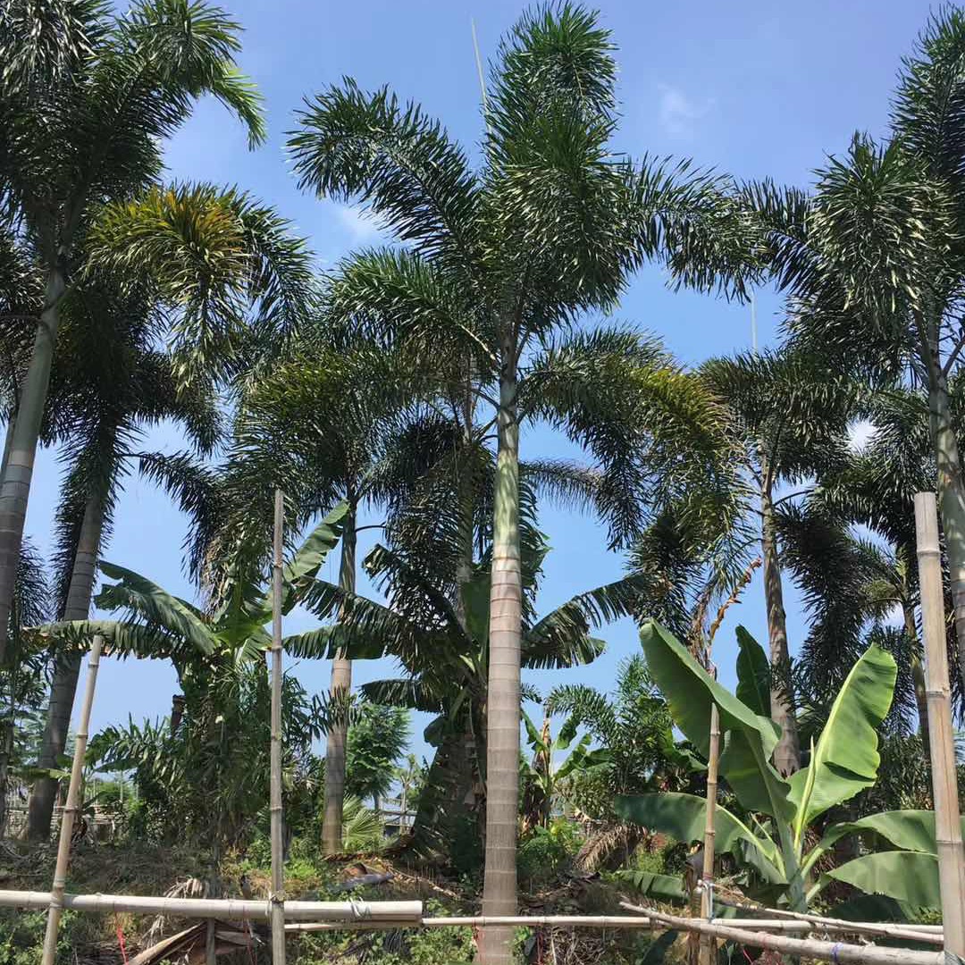 狐尾椰子产地直销 狐尾椰子报价  园林绿化狐尾椰子树栽培基地