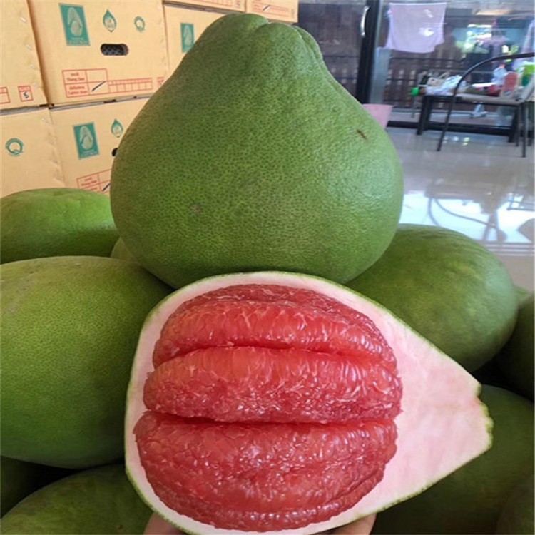 泰国红宝石青柚树基地 供应网