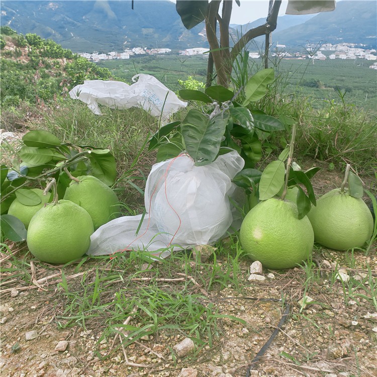 正宗泰国红宝石青柚树供应 基地直销批发价格青柚树