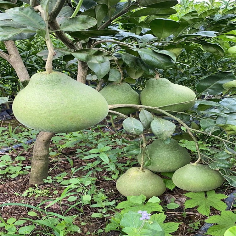 实拍展示泰国红宝石青柚树 优质嫁接泰国青柚树