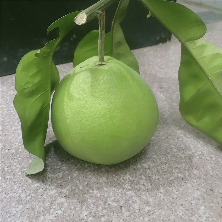 产品信息泰国红宝石青柚树 专业农户嫁接优质红宝石青柚树