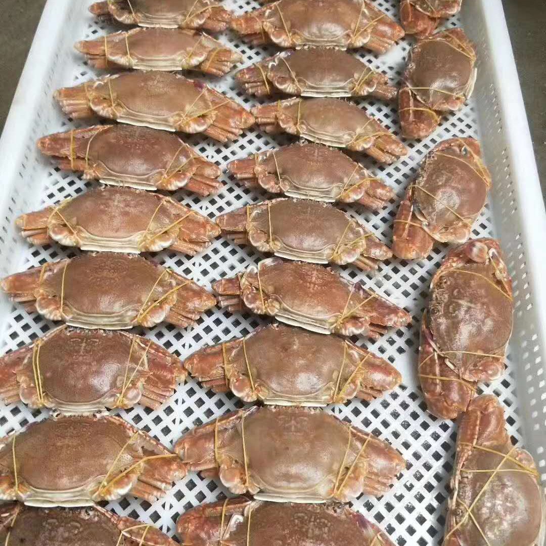 东山岛新鲜肉蟹扁蟹批发价格 扁蟹供应 高品质肉蟹出售