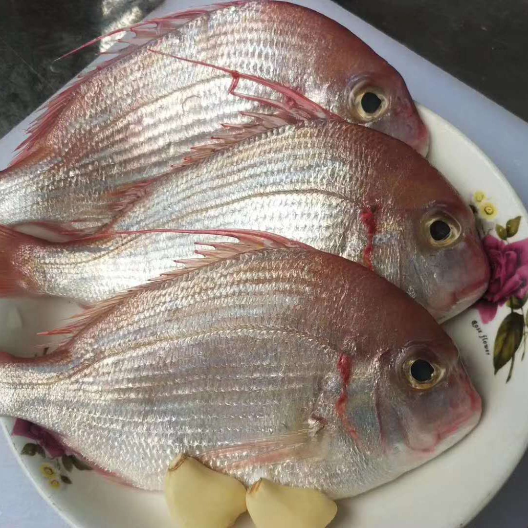 新鲜活冻赤鯮鱼 真鲷鱼 立鱼批发价格 长期供应真鲷鱼 赤鯮鱼