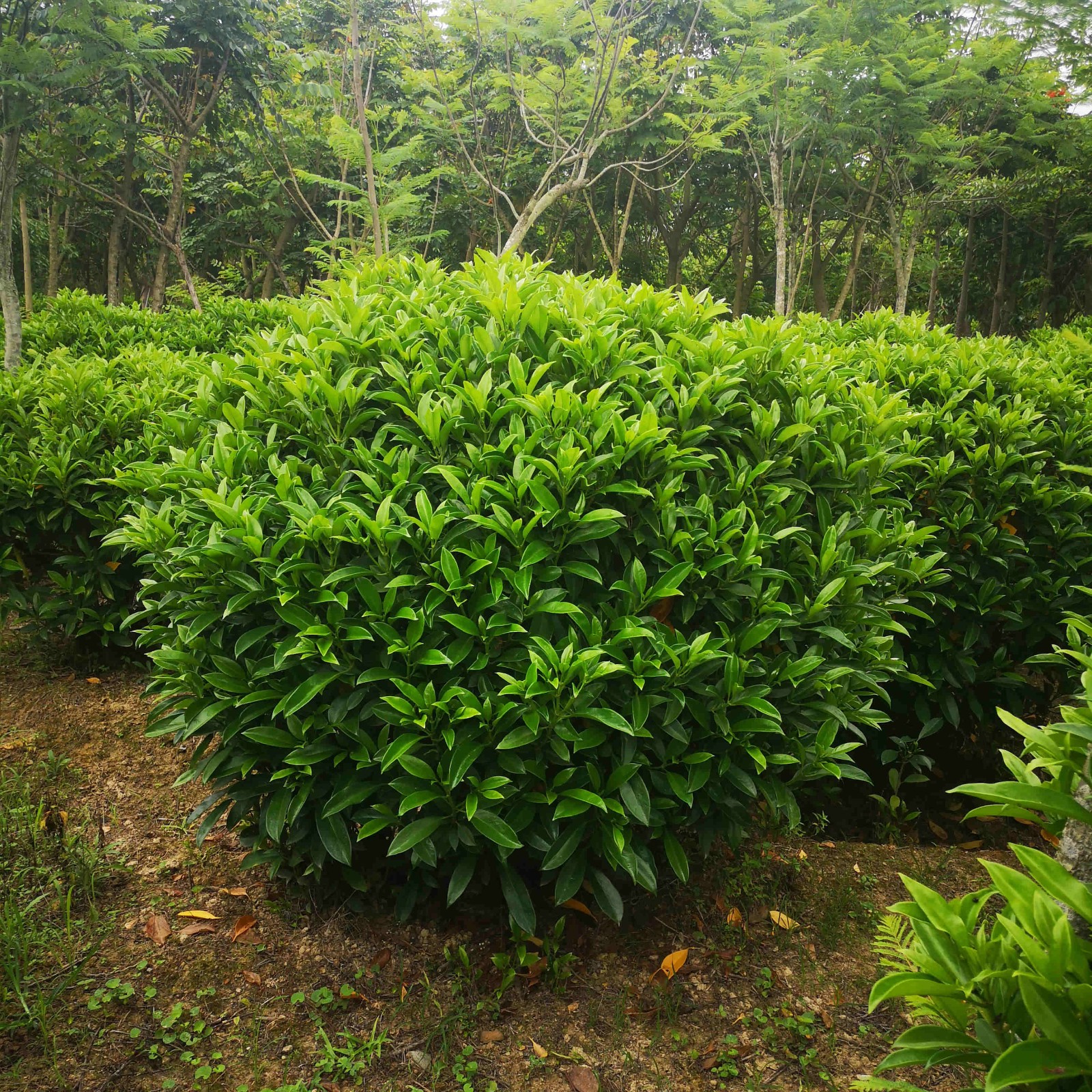 非洲茉莉 多规格美化环境绿化球形优质植物非洲茉莉厦门厂家批发